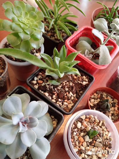 Кактусы и суккуленты