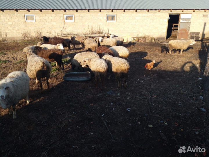 Овцы бараны