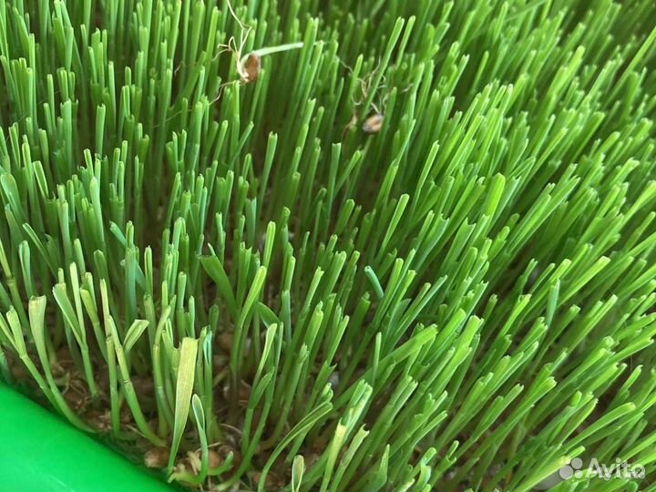 Пшеница, ростки доя животных