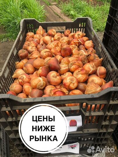 Луковицы тюльпанов оптом. Свободная продажа