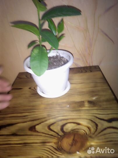 Лимон комнатный