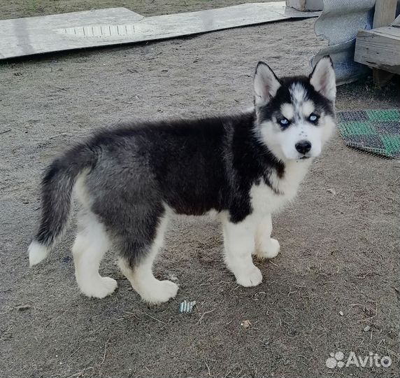 Щенки сибирской хаски