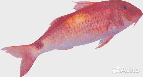 Рыба барабуля goat fish(parupeneus SPP) целая,непо