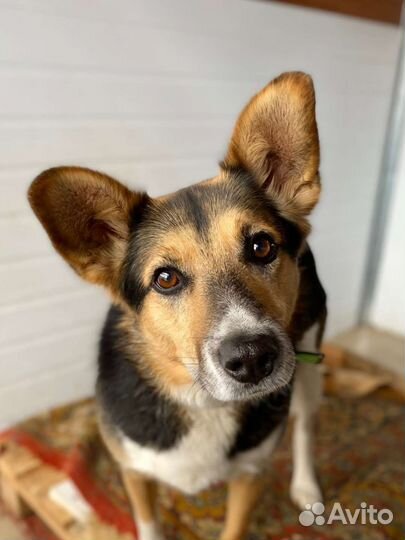 Собака в добрые руки