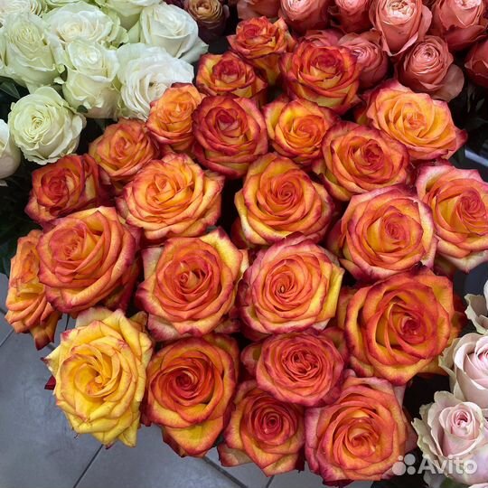 Роза Эквадор