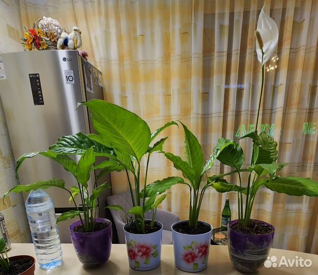 Женское счастье - Спатифиллум (разные размеры)