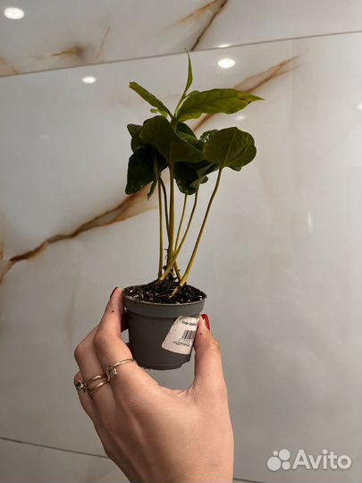Кофе арабика