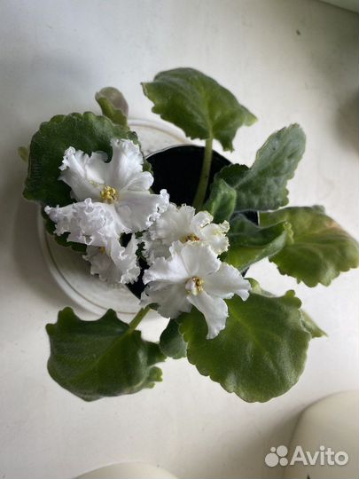 Цветы фиалки