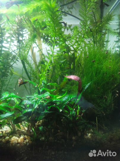 Рыбки и Растения для аквариума
