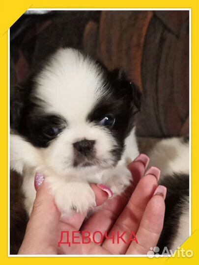 Щенки пекинеса