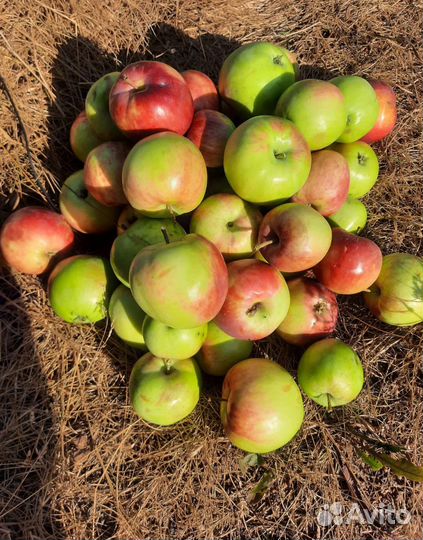 Яблоки