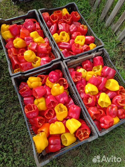 Перец болгарский сок томатный