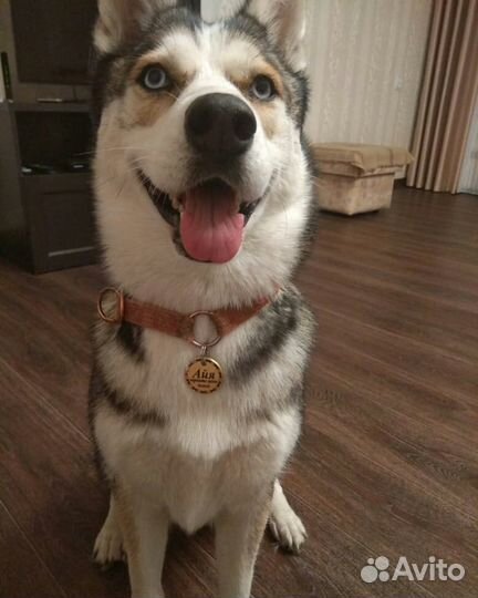 Медальон (адресник) для животных