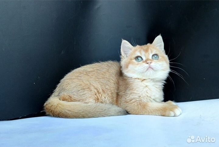 Девочка, ny12