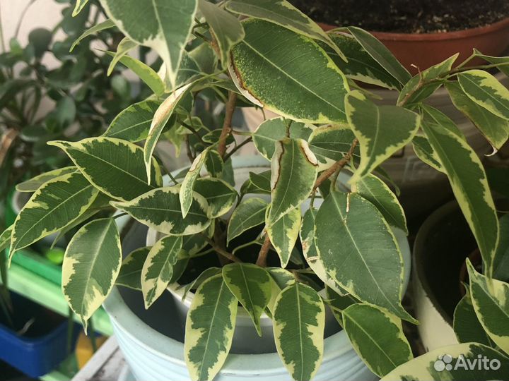 Фикус Бенджамина Кинки