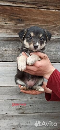 Щенок в добрые руки