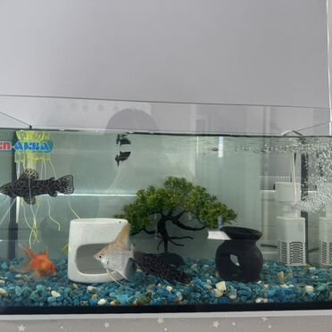 Аквариум с рыбками и всеми атрибутами