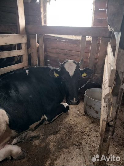 Корова голштинской породы