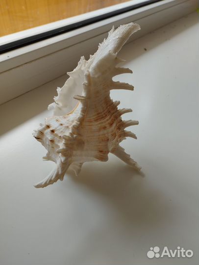 Океанская ракушка