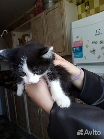 Котенок. Монохромный разбойник. Мальчишка