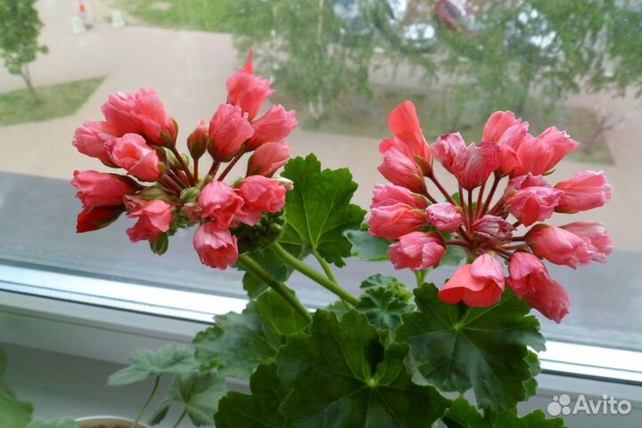 Пеларгония сортовая Marie Louise