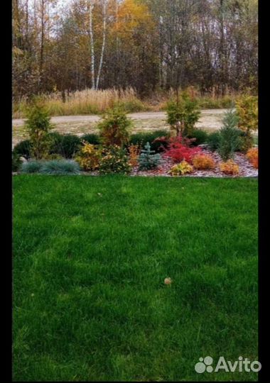 Газонная травосмесь premium