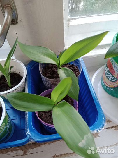 Пальма драцена