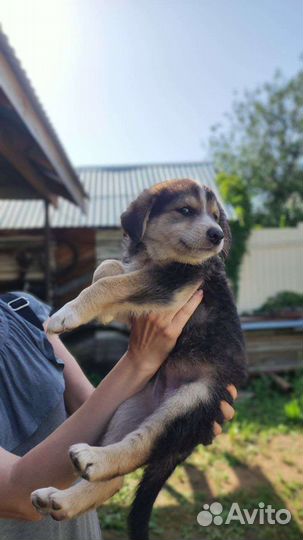 Красивая собачка