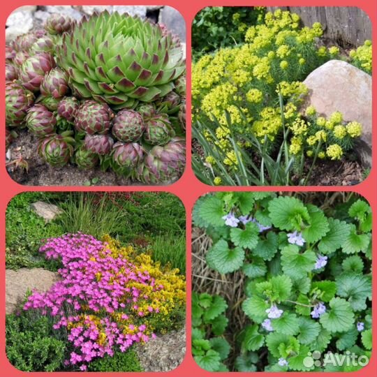 Растения для альпийской горки и рокария