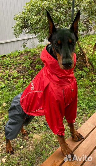 Одежда для большой собаки