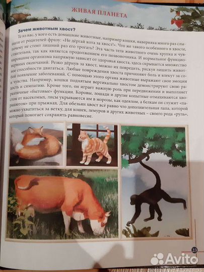 Моя первая энциклопедия