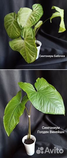 Комнатные декоративные растения