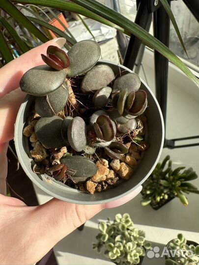 Суккуленты