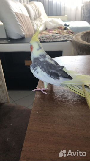 Попугай корелла