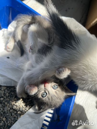 Котята ищут дом