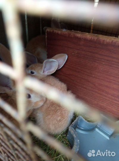 Кролики мясных пород