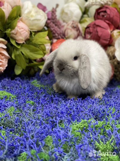 Кролик минилоп