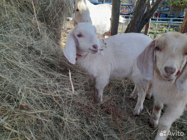 Нубийские козы