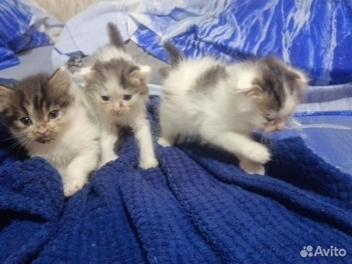 Кошки