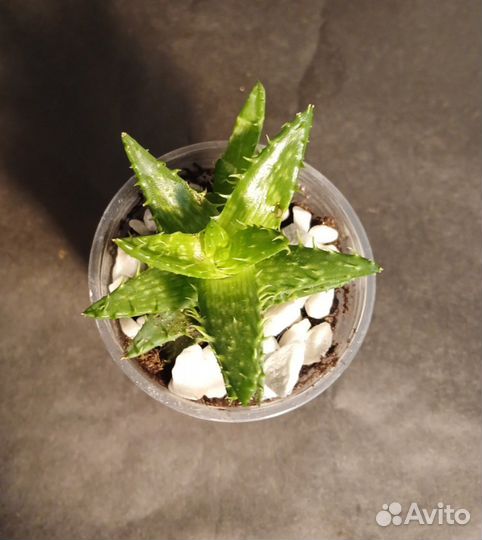 Алоэ Чешуйчатое