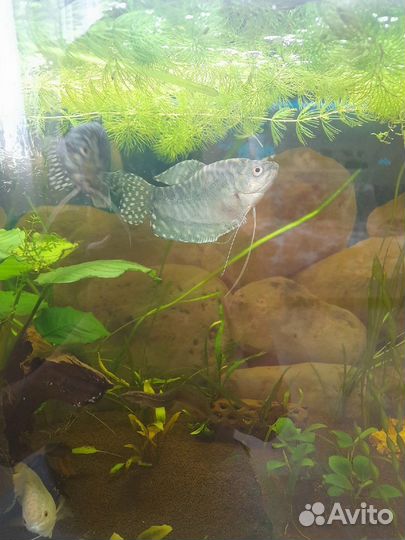 Рыба Гурами