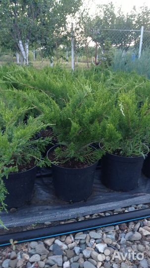 Можжевельник