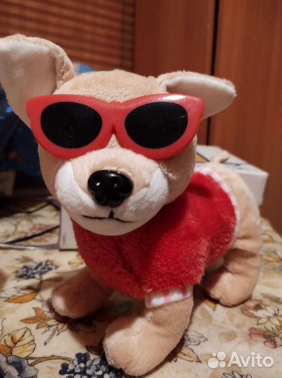 Собачка чихуахуа