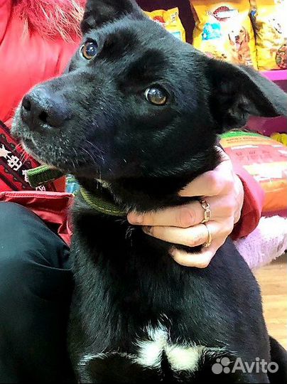 Щенок в добрые руки