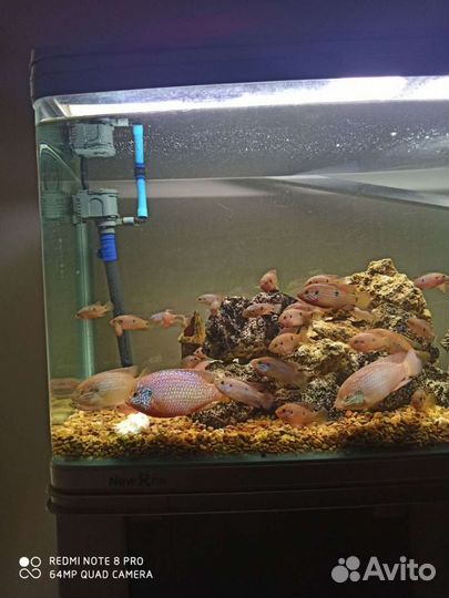 Аквариумные рыбки