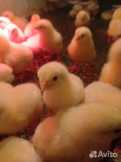 Цыплята бройлеры