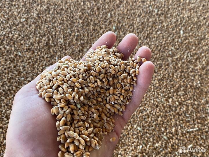 Пшеница семеная Собербаш рс1