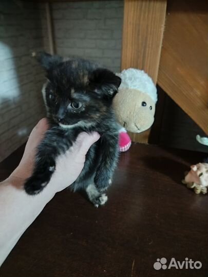 Кошки