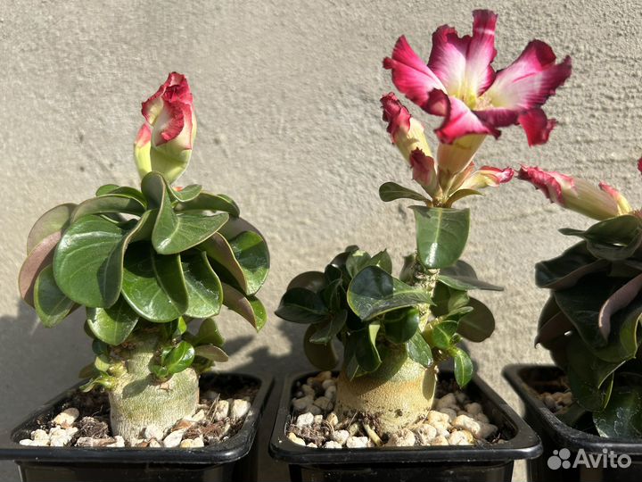 Адениум мини