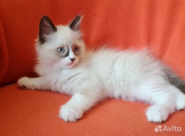Британская шиншилла золотая тикированная. Мурманская кошка. Животные на авито мурманск. Алиса покажи кошку мурманская порода коричневая. Авито мурманск кошка.